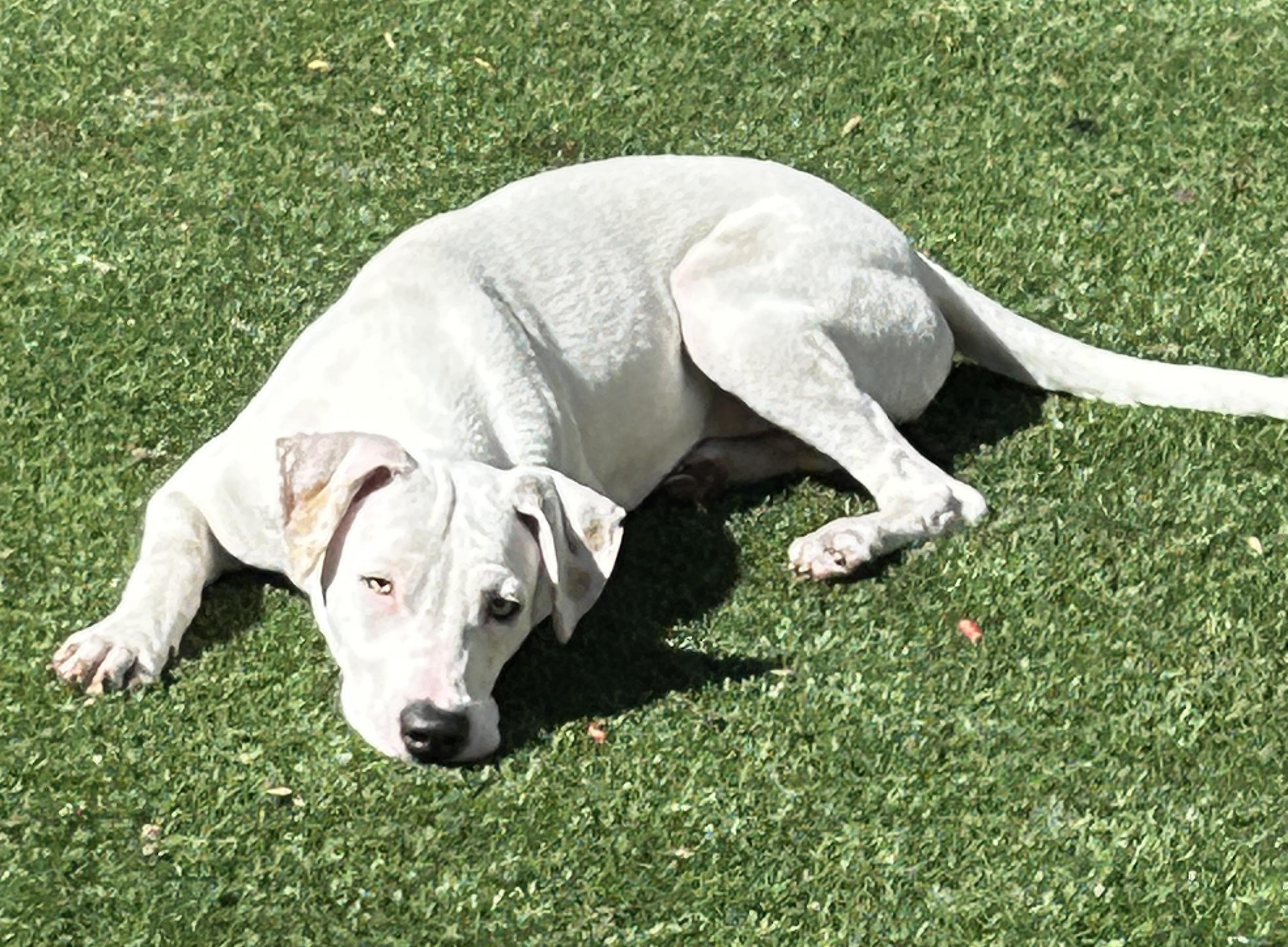 Meredith, a Adoptable Terrier in Sarasota, FL image 2/5