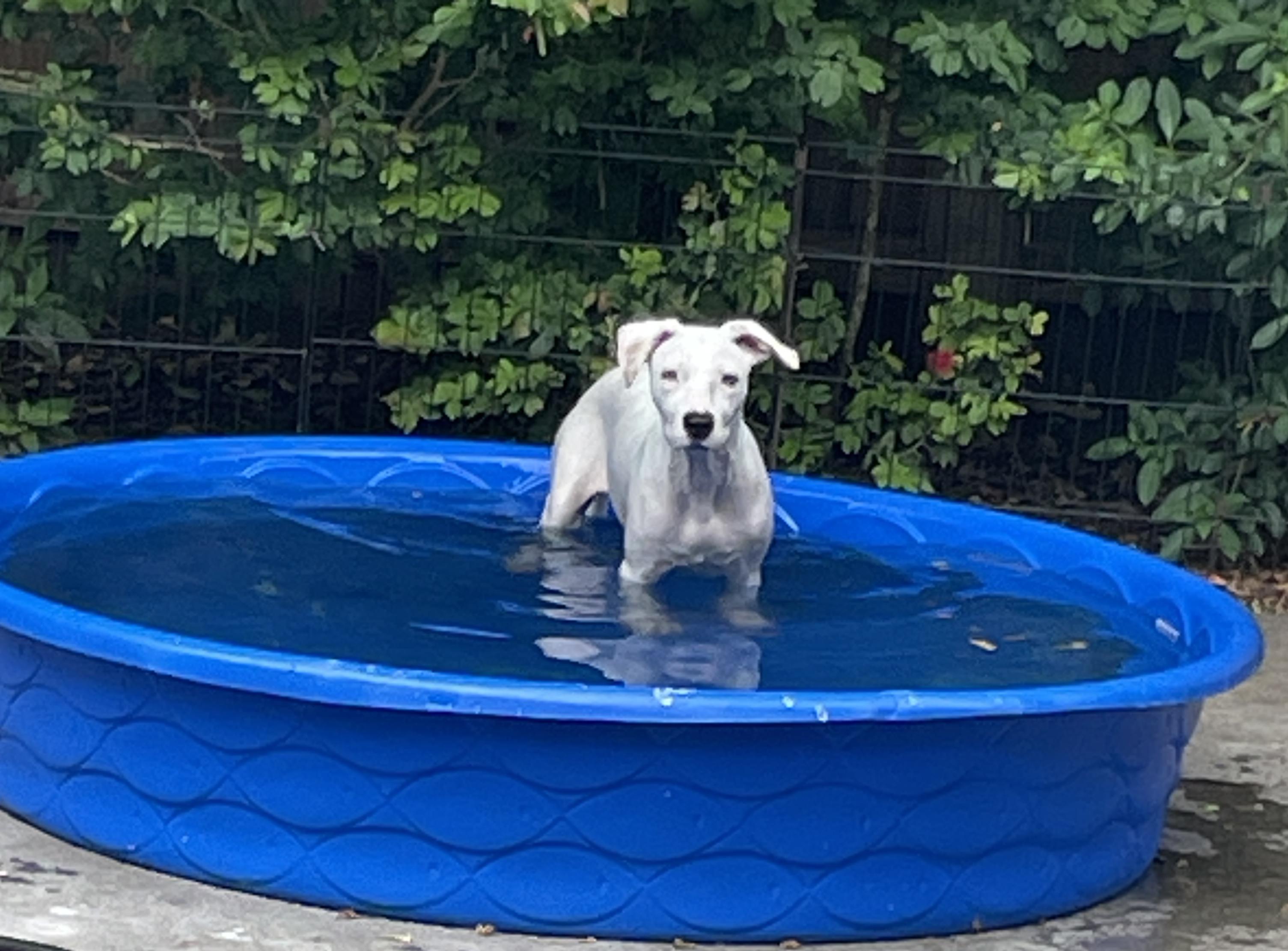 Meredith, Adoptable, Puppy Female Terrier.