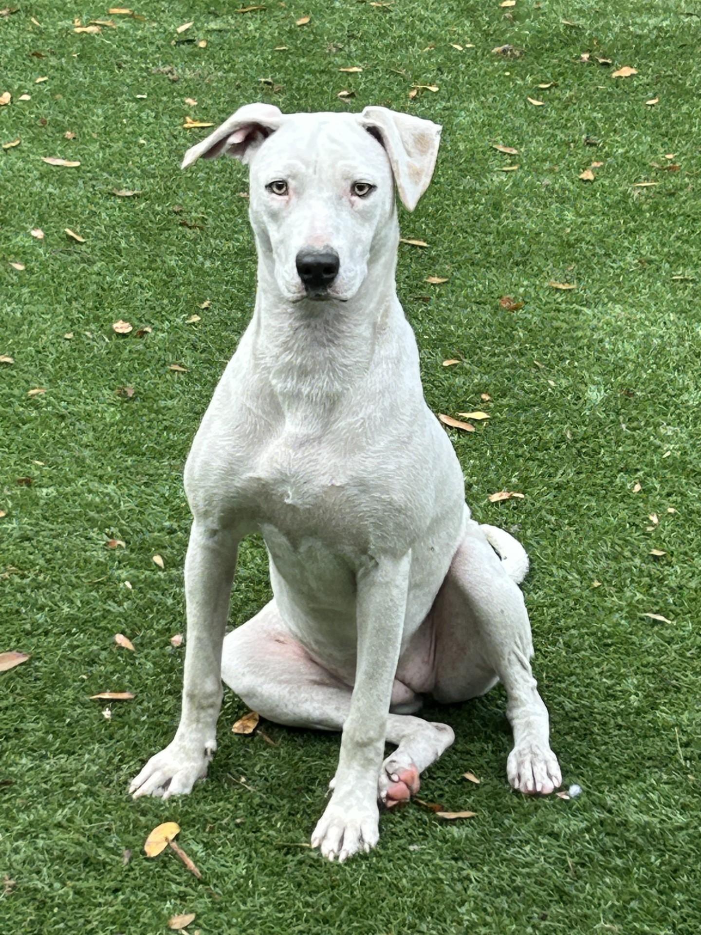 Enlarge Meredith, a Adoptable Terrier in Sarasota, FL image 6/6
