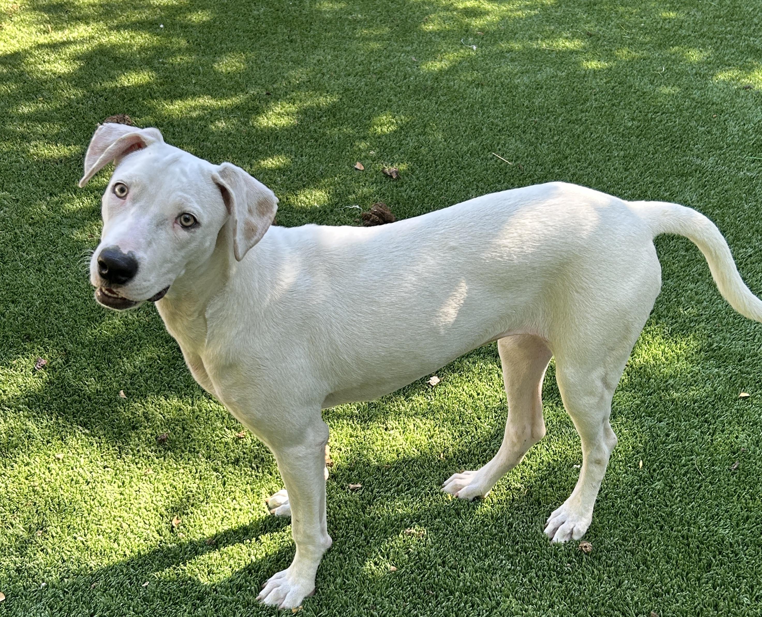 Meredith, a Adoptable Terrier in Sarasota, FL image 4/5