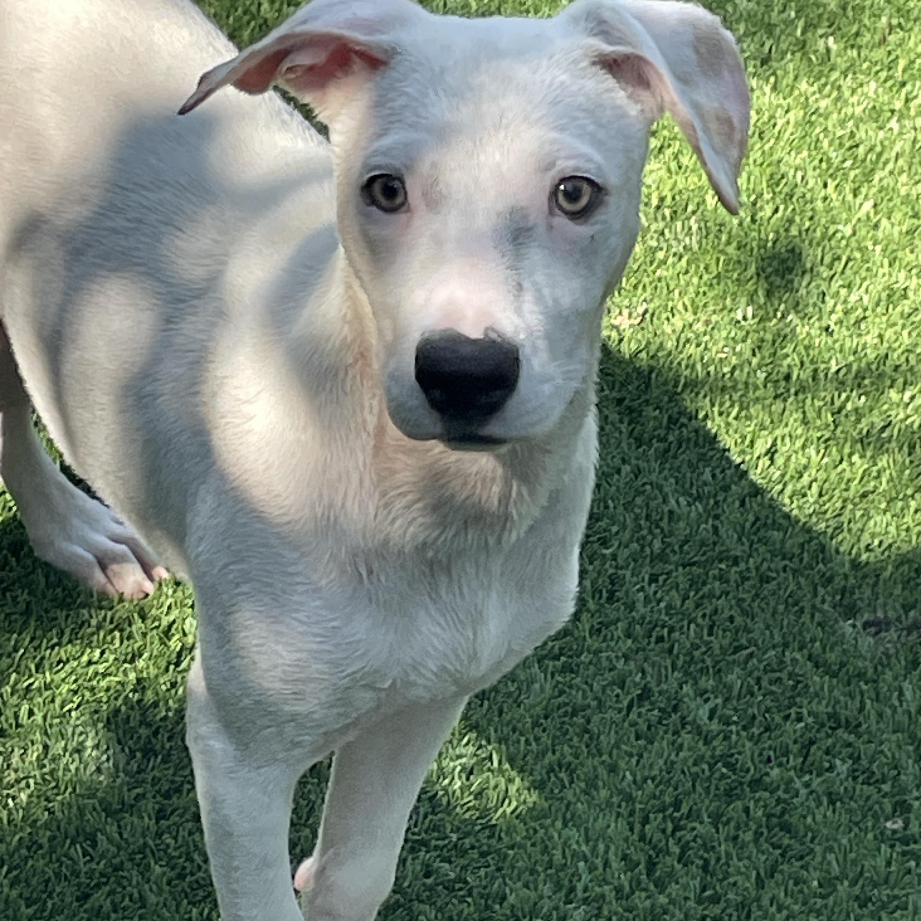 Meredith, a Adoptable Terrier in Sarasota, FL image 5/5