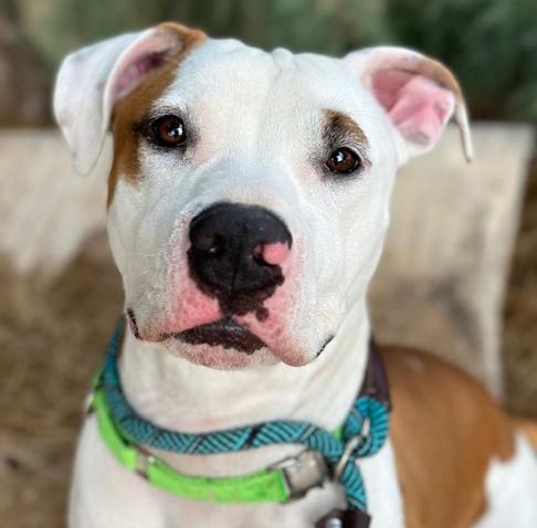 Enlarge TRIXY, a Adoptable Pit Bull Terrier in Tucson, AZ image 1/1