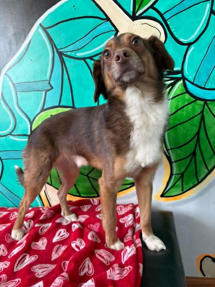 TOUCHDOWN tinycauseadopt@gmail.com , ADOPTABLE, Young Male Beagle & Chihuahua.