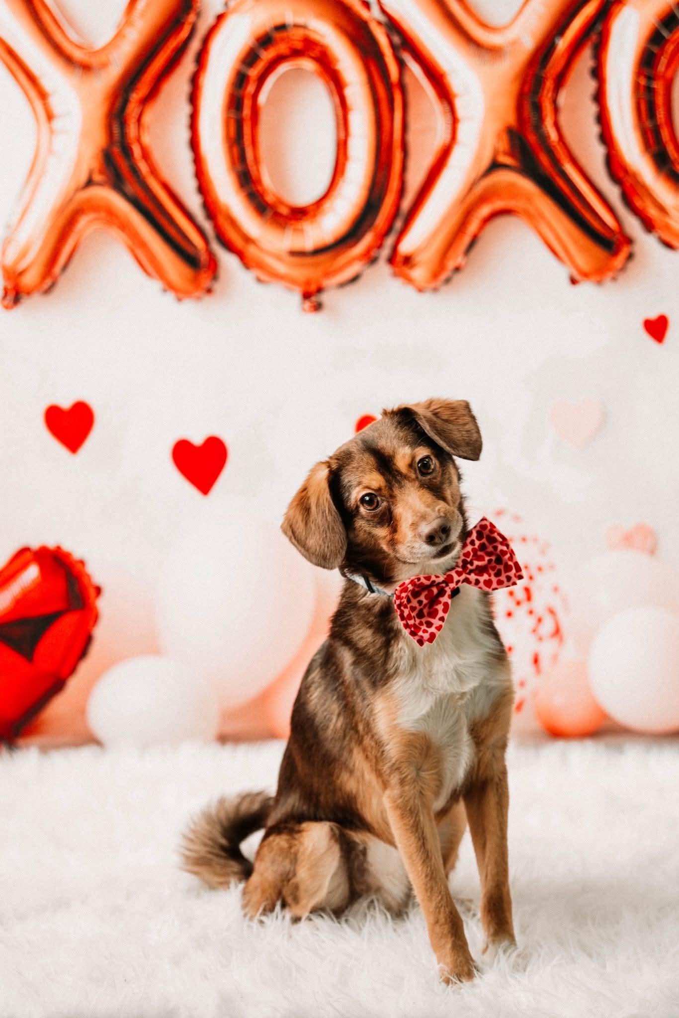 TOUCHDOWN tinycauseadopt@gmail.com , ADOPTABLE, Young Male Beagle & Chihuahua.