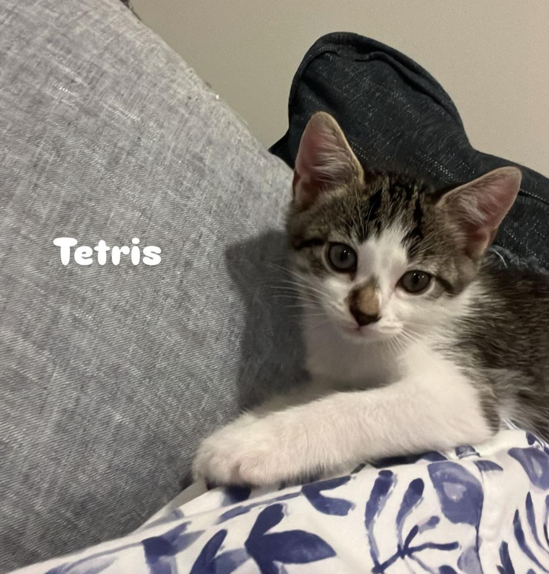 Tetris