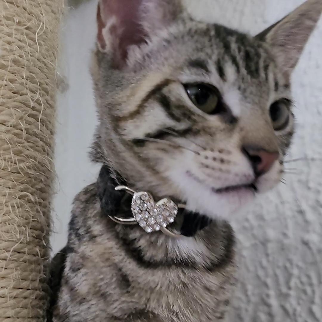 Enlarge Dora, a Adoptable Domestic Short Hair in Champaign, IL image 3/6