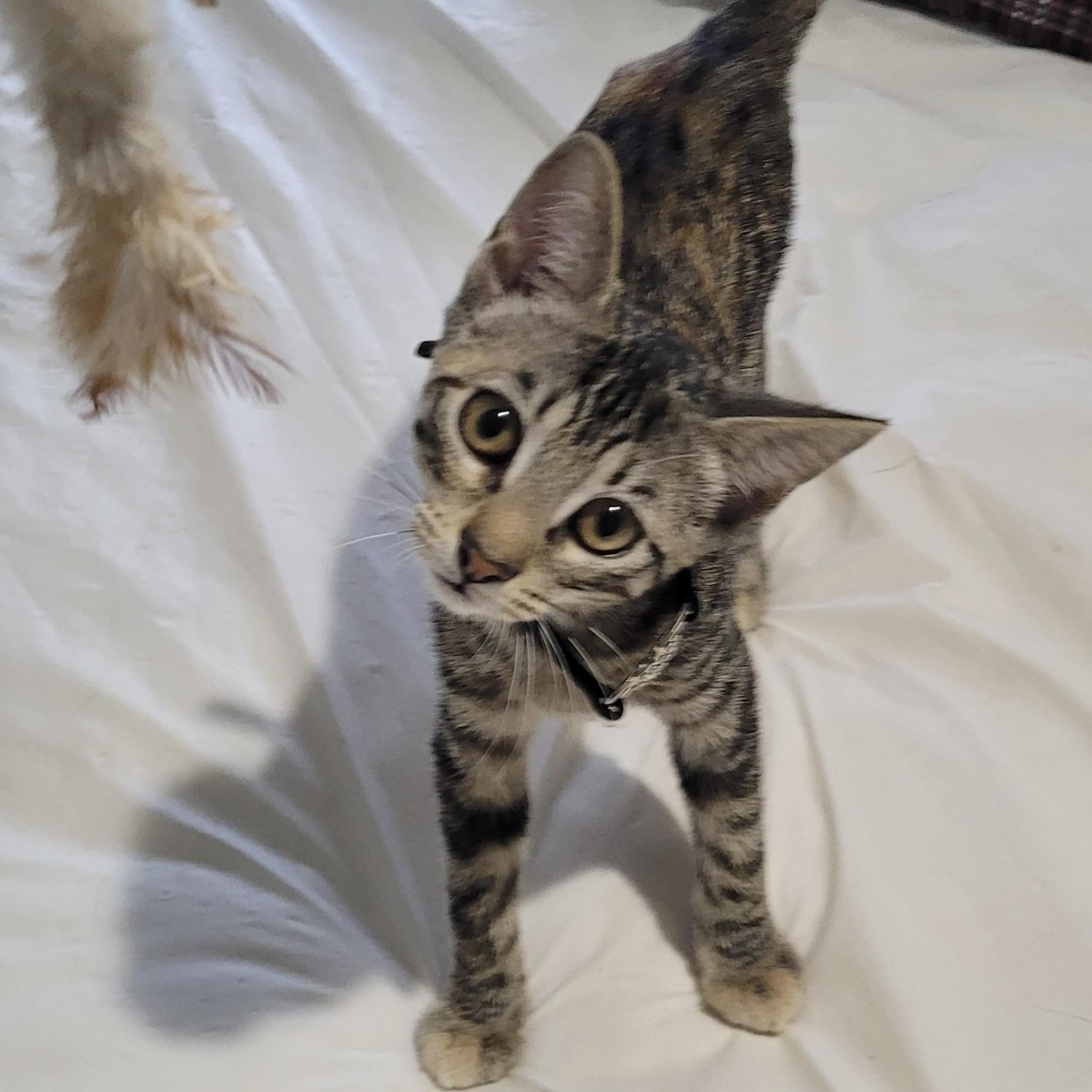 Enlarge Dora, a Adoptable Domestic Short Hair in Champaign, IL image 4/6