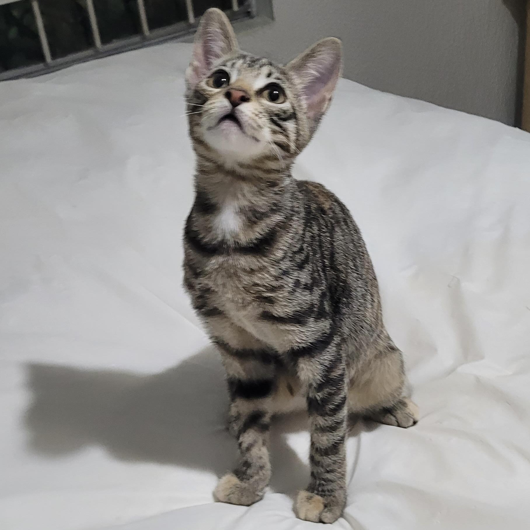 Enlarge Dora, a Adoptable Domestic Short Hair in Champaign, IL image 5/6