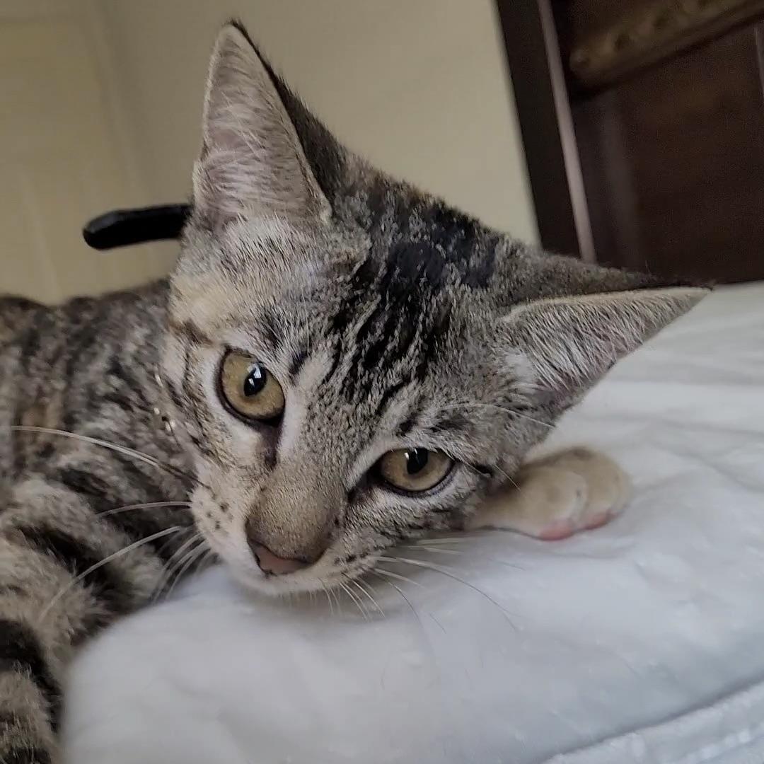 Dora, Adoptable, Kitten Female Domestic Short Hair.