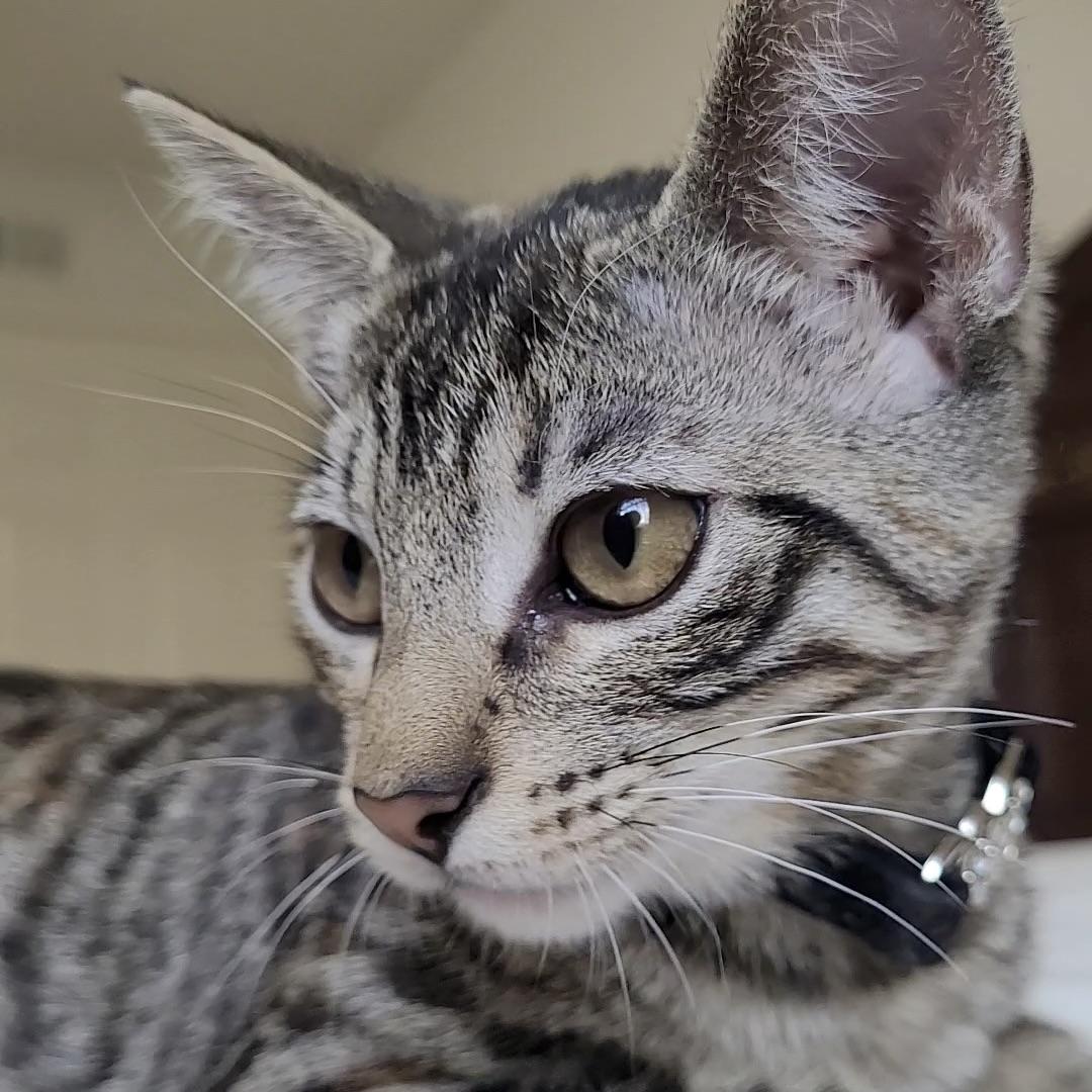 Enlarge Dora, a Adoptable Domestic Short Hair in Champaign, IL image 6/6