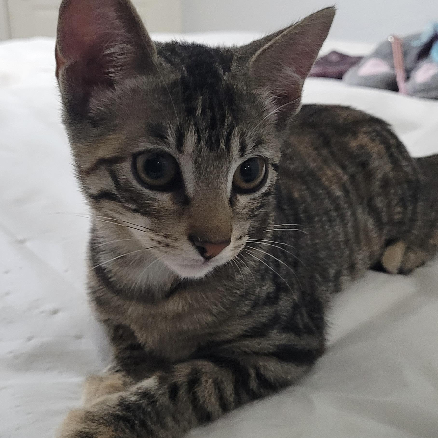 Enlarge Dora, a Adoptable Domestic Short Hair in Champaign, IL image 2/6