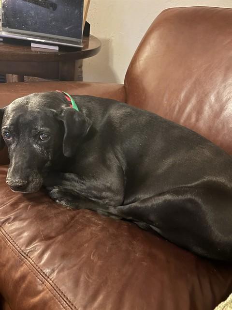 Enlarge ODIN, a Adoptable mixed breed in Colorado Springs, CO image 1/1