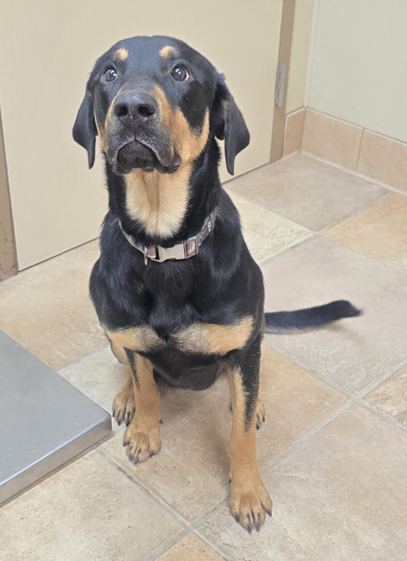 Enlarge Winston, an adoptable mixed breed in Brainerd, MN image 2/2
