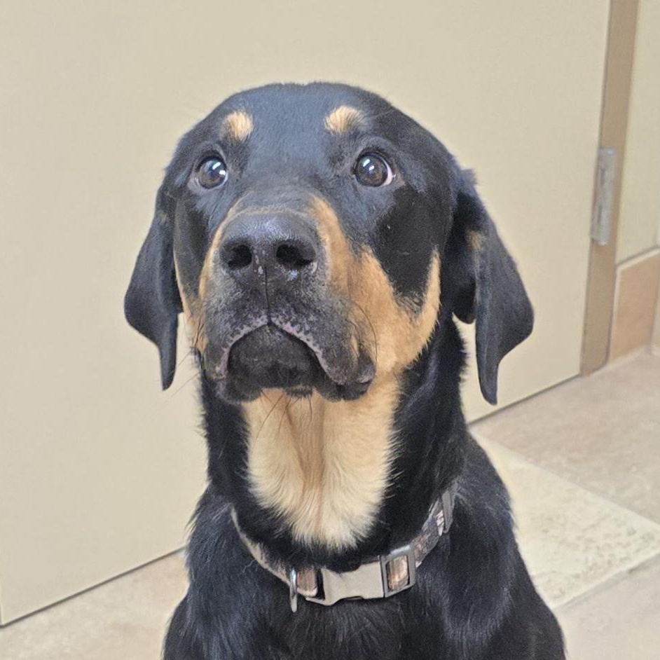 Winston, adoptable, Young Male Black and Tan Coonhound & Labrador Retriever.