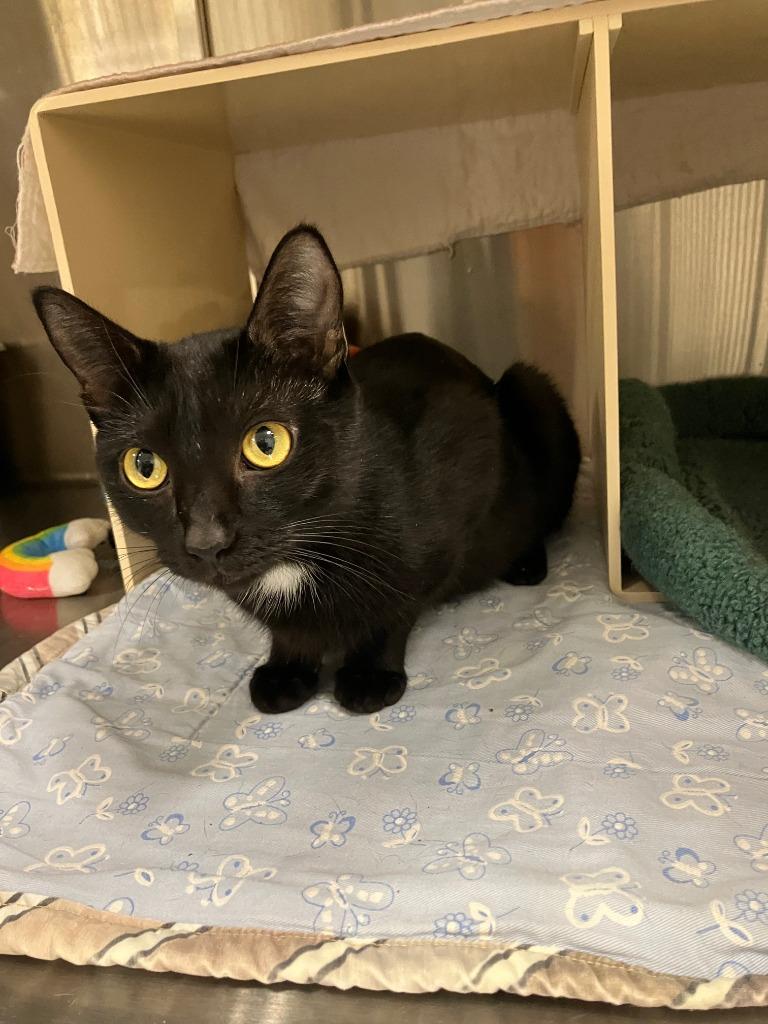 Myamy, Adoptable, Young Female Domestic Short Hair.