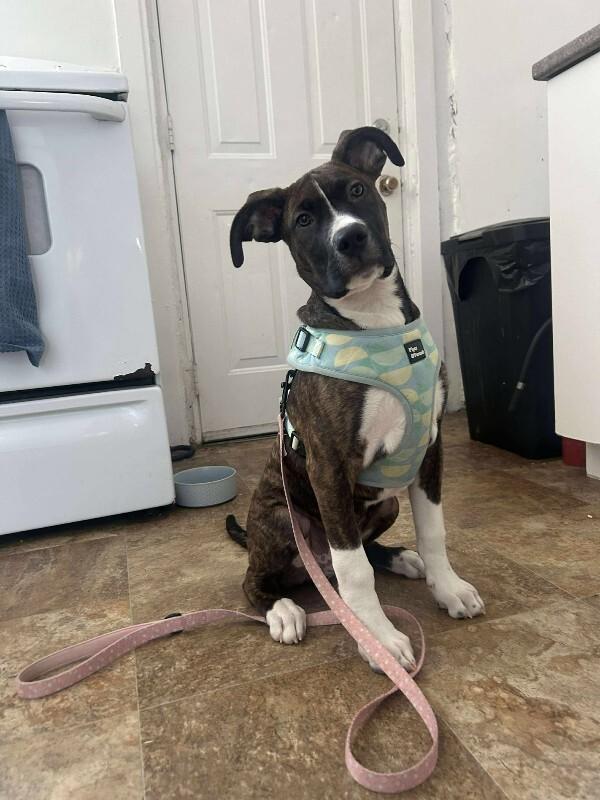 Enlarge Oakley, a Adoptable Mixed Breed in Athens, ON image 1/6