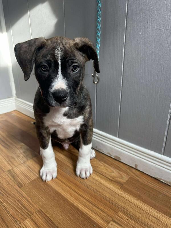 Enlarge Oakley, a Adoptable Mixed Breed in Athens, ON image 1/6