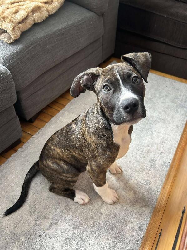 Enlarge Oakley, a Adoptable Mixed Breed in Athens, ON image 2/6