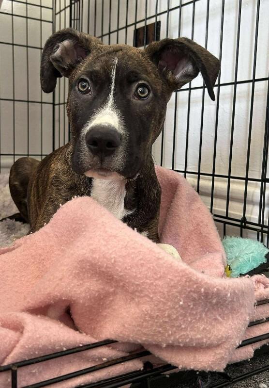 Enlarge Oakley, a Adoptable Mixed Breed in Athens, ON image 3/6