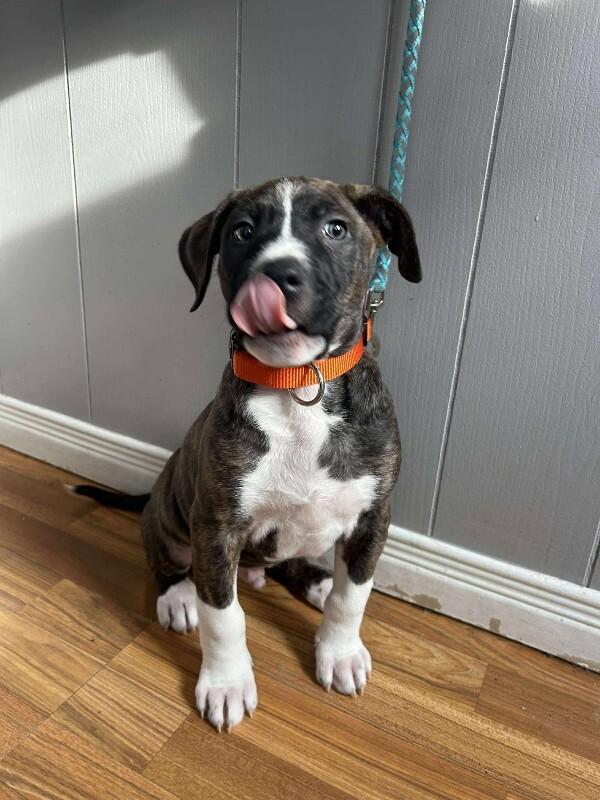 Enlarge Oakley, a Adoptable Mixed Breed in Athens, ON image 2/6