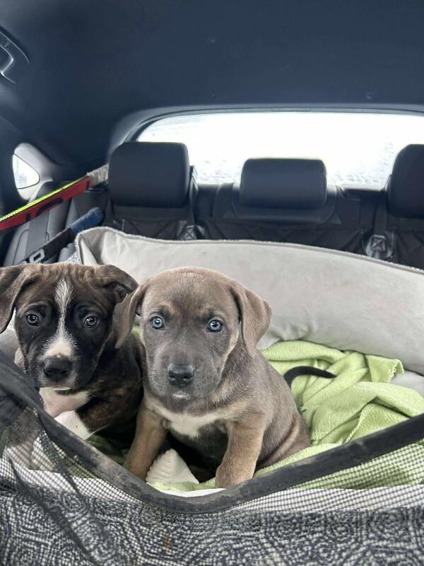 Enlarge Oakley, a Adoptable Mixed Breed in Athens, ON image 3/6