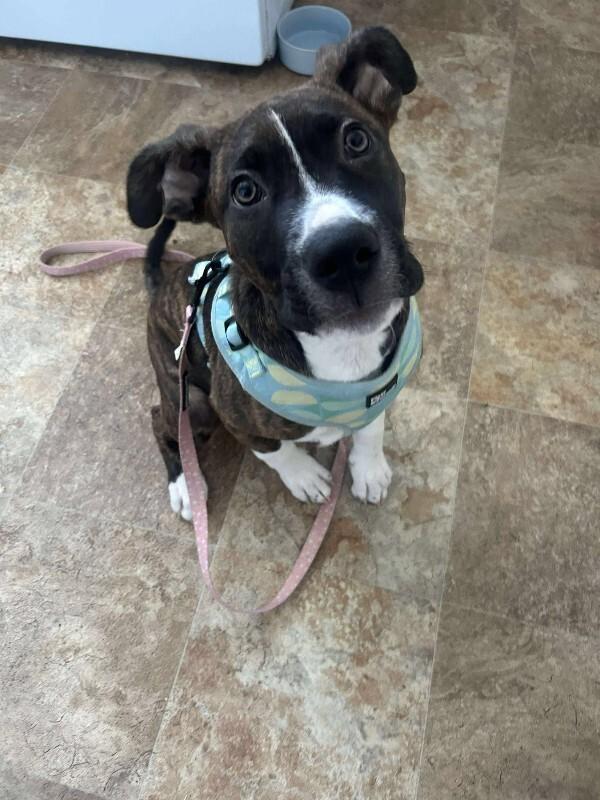 Enlarge Oakley, a Adoptable Mixed Breed in Athens, ON image 4/6