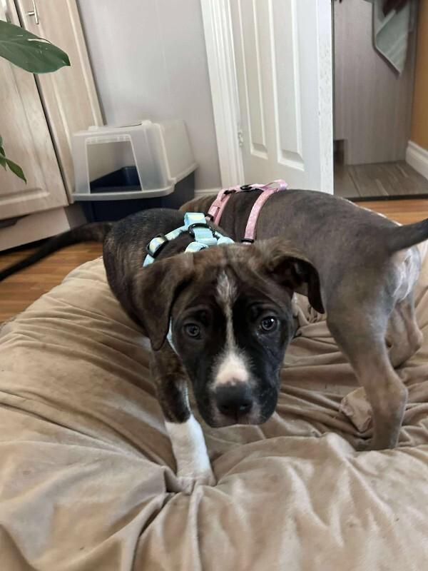 Enlarge Oakley, a Adoptable Mixed Breed in Athens, ON image 4/6