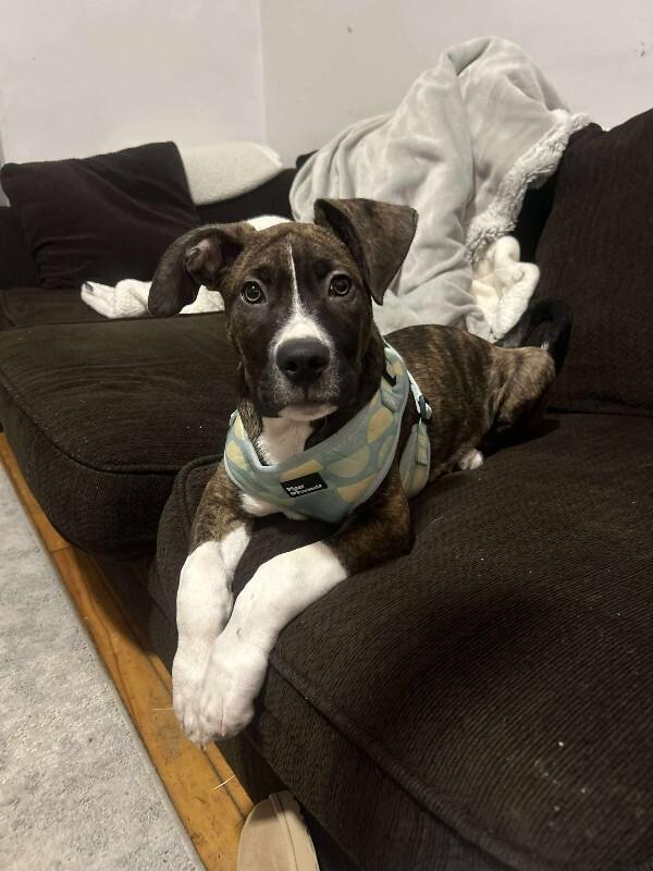 Enlarge Oakley, a Adoptable Mixed Breed in Athens, ON image 5/6