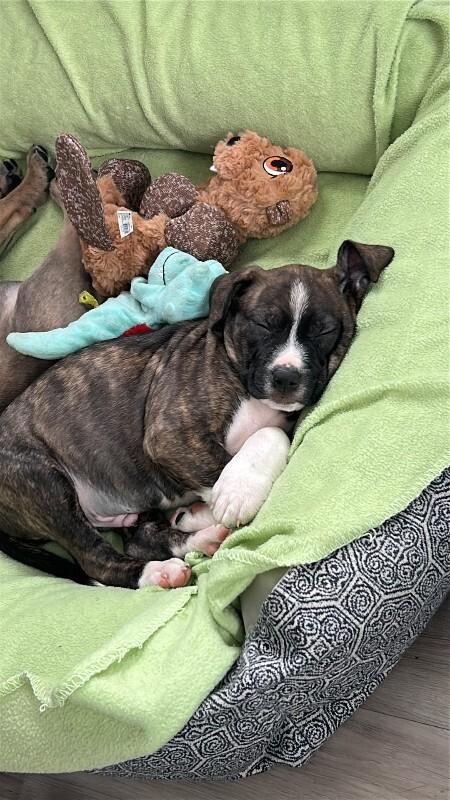 Enlarge Oakley, a Adoptable Mixed Breed in Athens, ON image 5/6