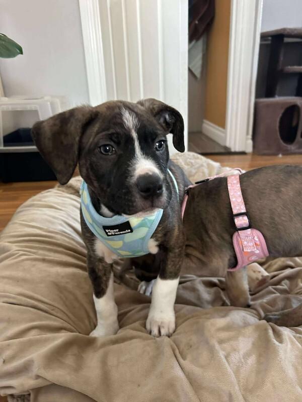 Enlarge Oakley, a Adoptable Mixed Breed in Athens, ON image 6/6