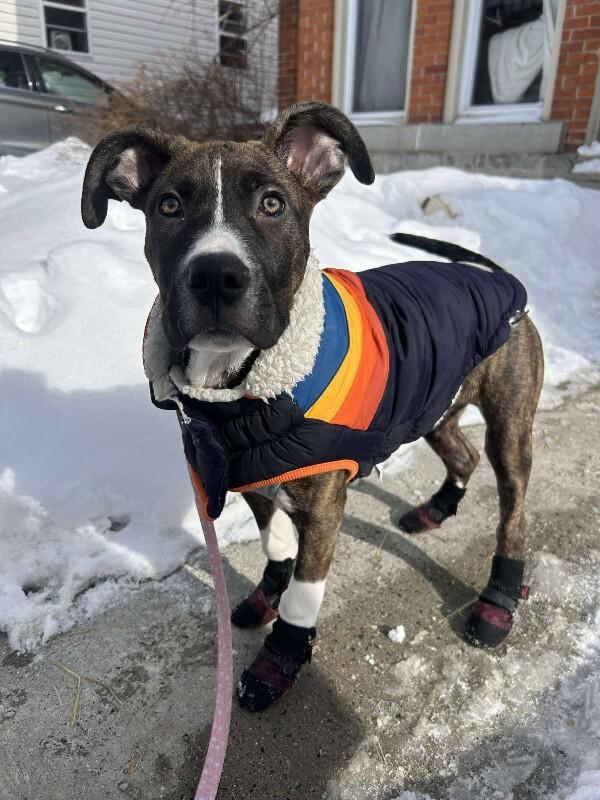 Enlarge Oakley, a Adoptable Mixed Breed in Athens, ON image 6/6