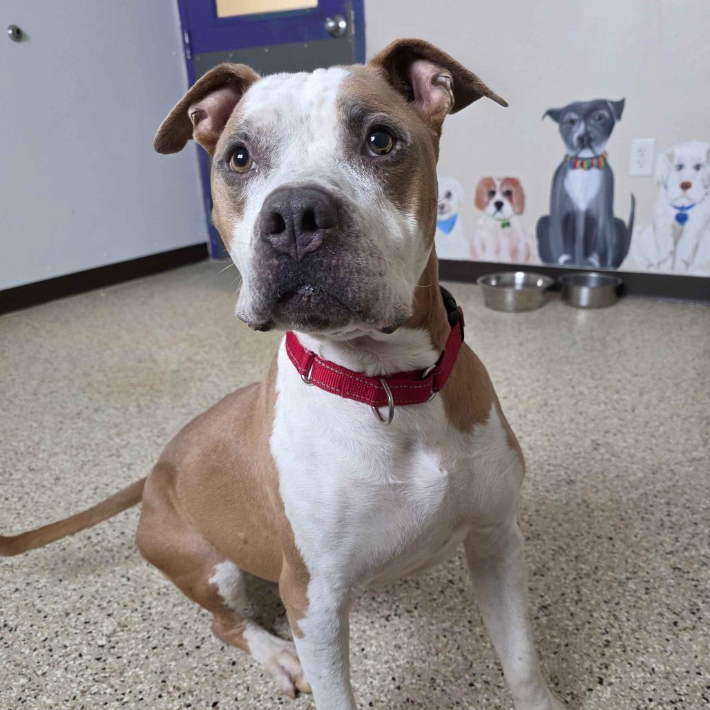 Enlarge Oz, a Adoptable Mixed Breed in Marysville, OH image 3/6