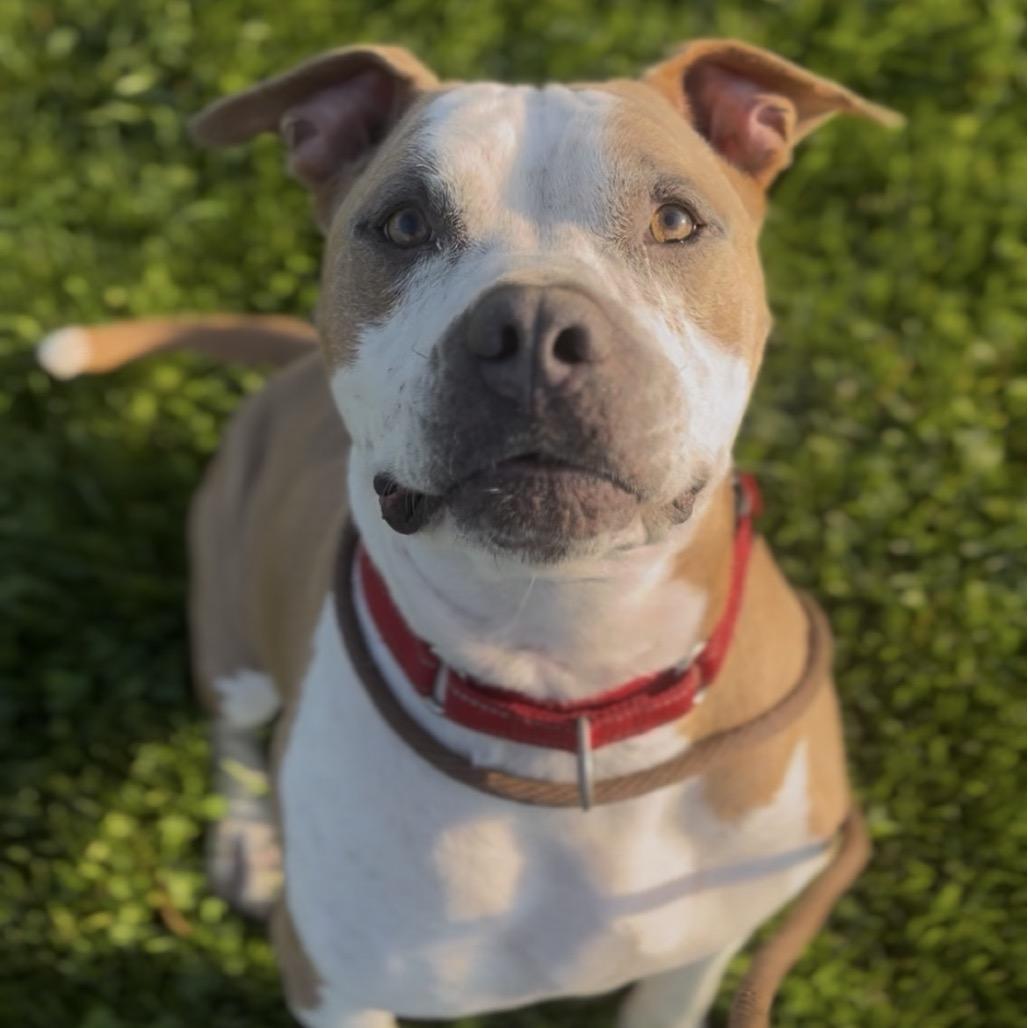 Enlarge Oz, a Adoptable Mixed Breed in Marysville, OH image 4/6