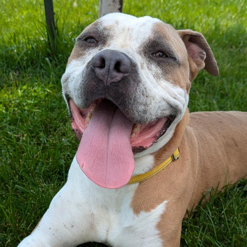 Enlarge Oz, a Adoptable Mixed Breed in Marysville, OH image 4/6