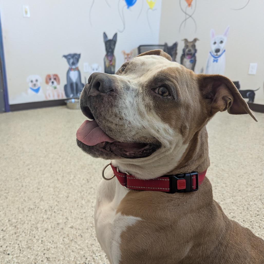 Enlarge Oz, a Adoptable Mixed Breed in Marysville, OH image 6/6