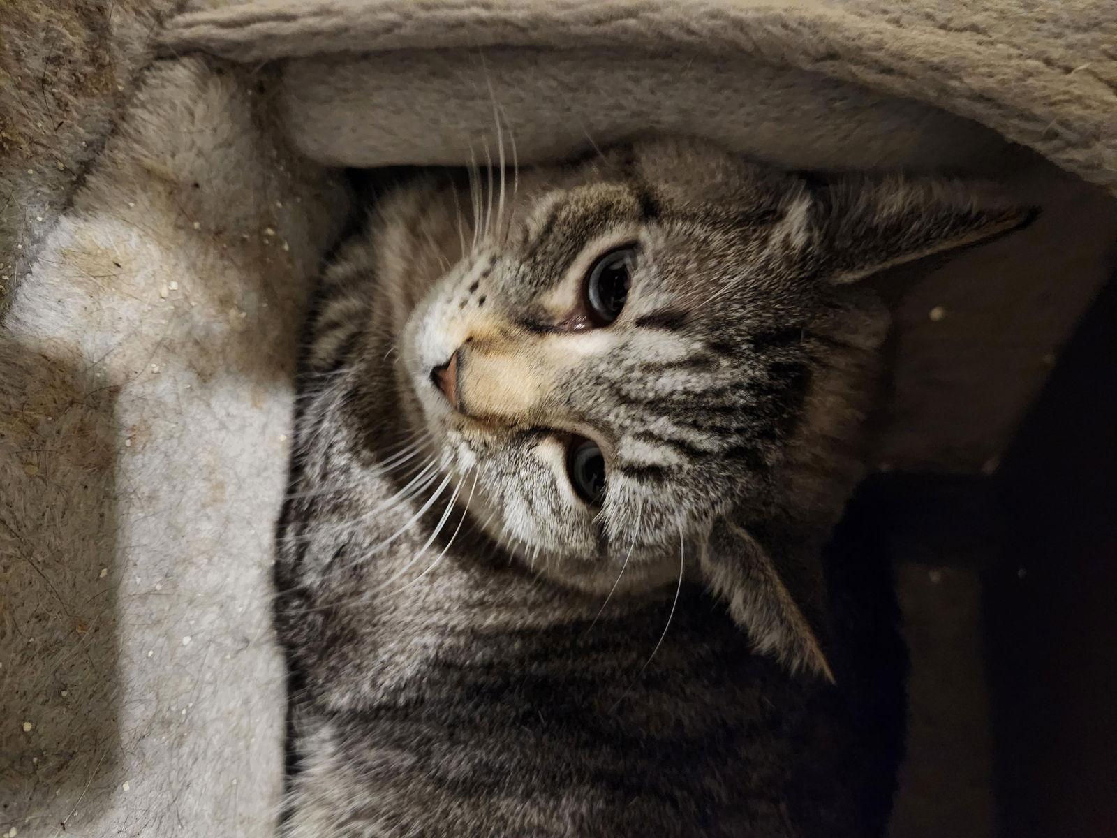 Susie, Adoptable, Adult Female American Shorthair.