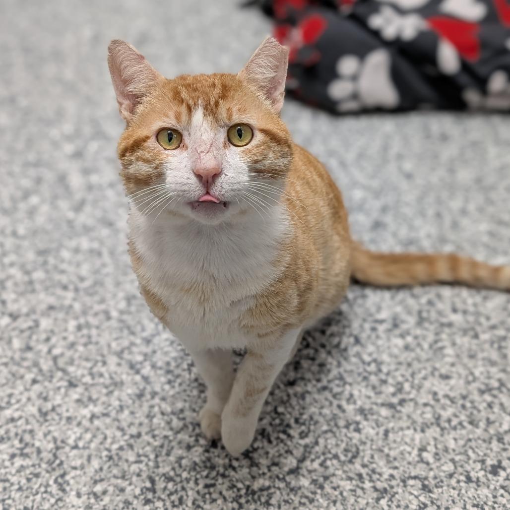 Enlarge Sir Scrabble, a Adoptable Domestic Short Hair in Brookfield, WI image 1/6