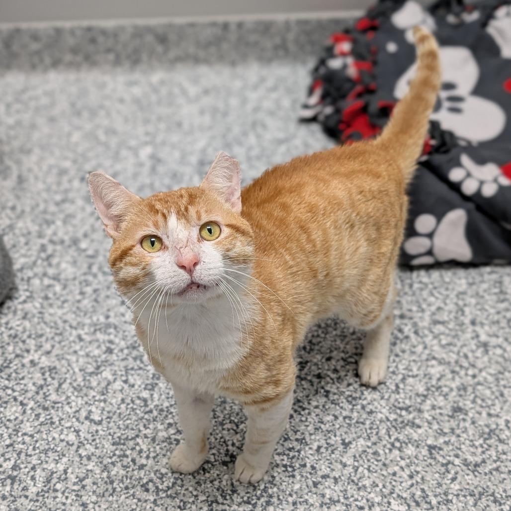 Enlarge Sir Scrabble, a Adoptable Domestic Short Hair in Brookfield, WI image 2/6