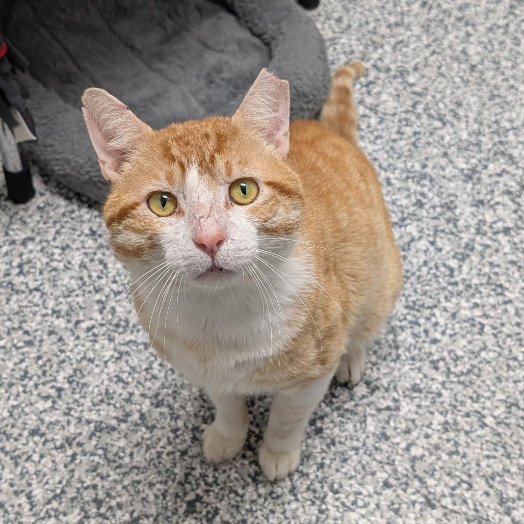 Enlarge Sir Scrabble, a Adoptable Domestic Short Hair in Brookfield, WI image 3/6