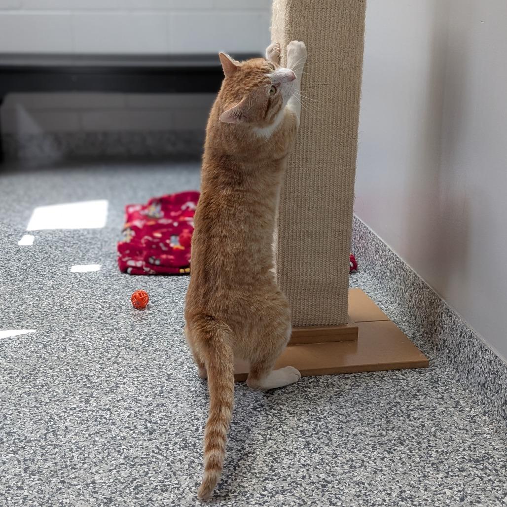 Enlarge Sir Scrabble, a Adoptable Domestic Short Hair in Brookfield, WI image 4/6