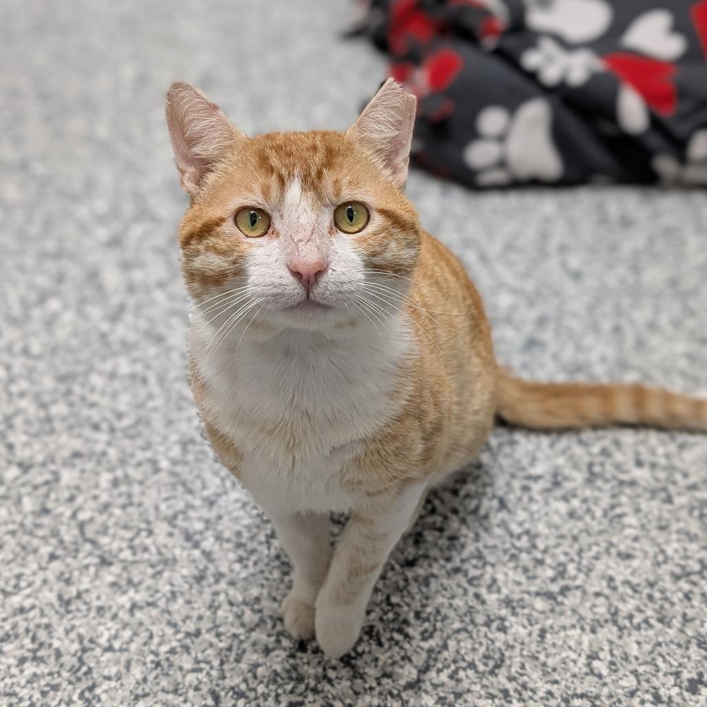 Enlarge Sir Scrabble, a Adoptable Domestic Short Hair in Brookfield, WI image 5/6