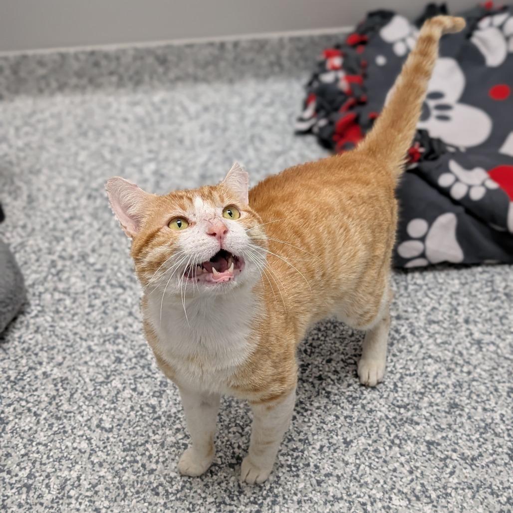 Enlarge Sir Scrabble, a Adoptable Domestic Short Hair in Brookfield, WI image 6/6