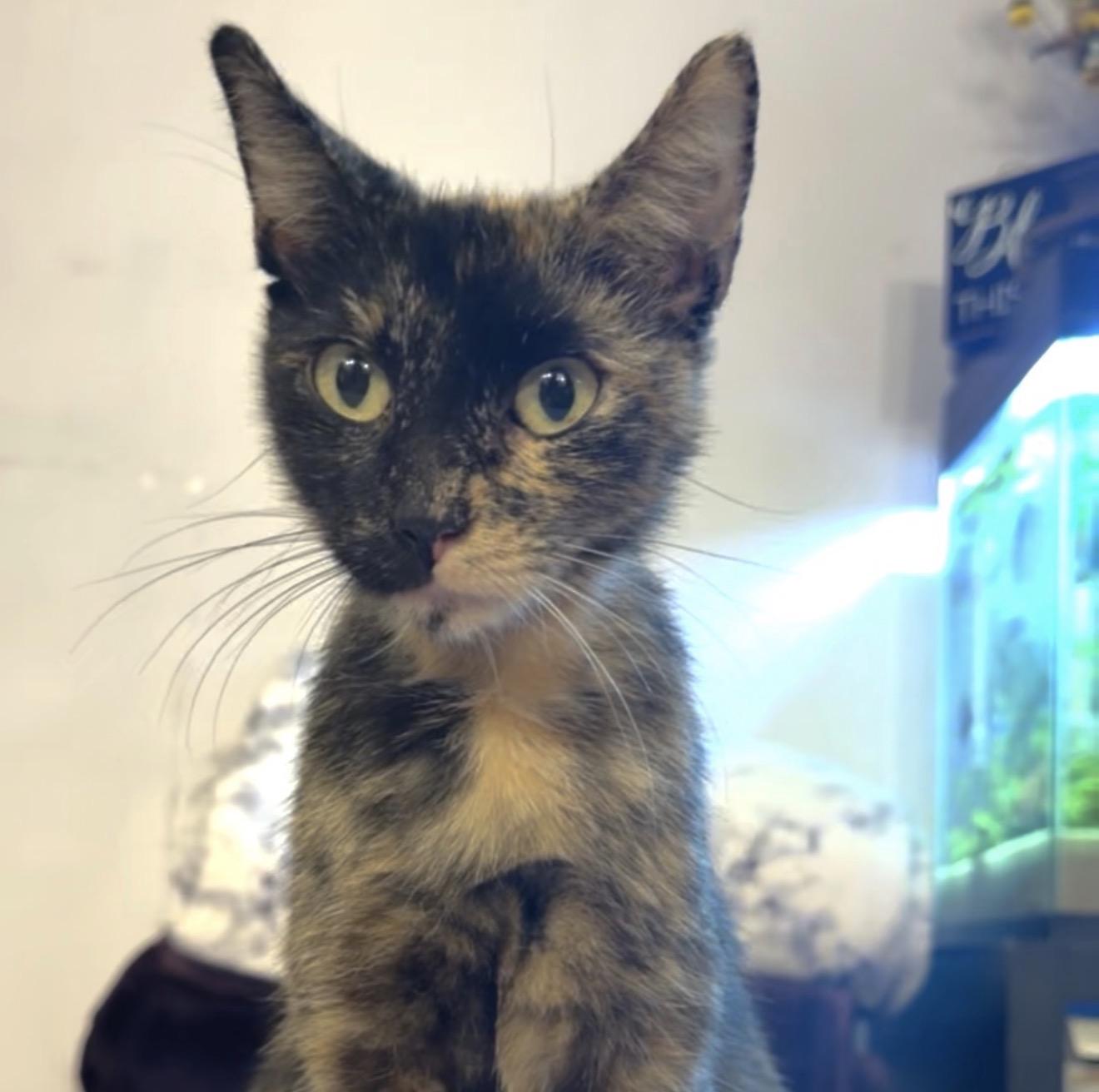 Enlarge Kiki, a Adopted Domestic Short Hair in Nutley, NJ image 2/3