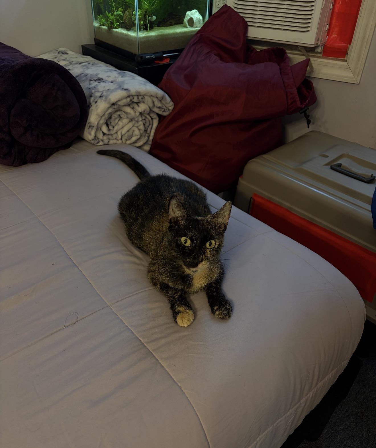 Enlarge Kiki, a Adopted Domestic Short Hair in Nutley, NJ image 3/3