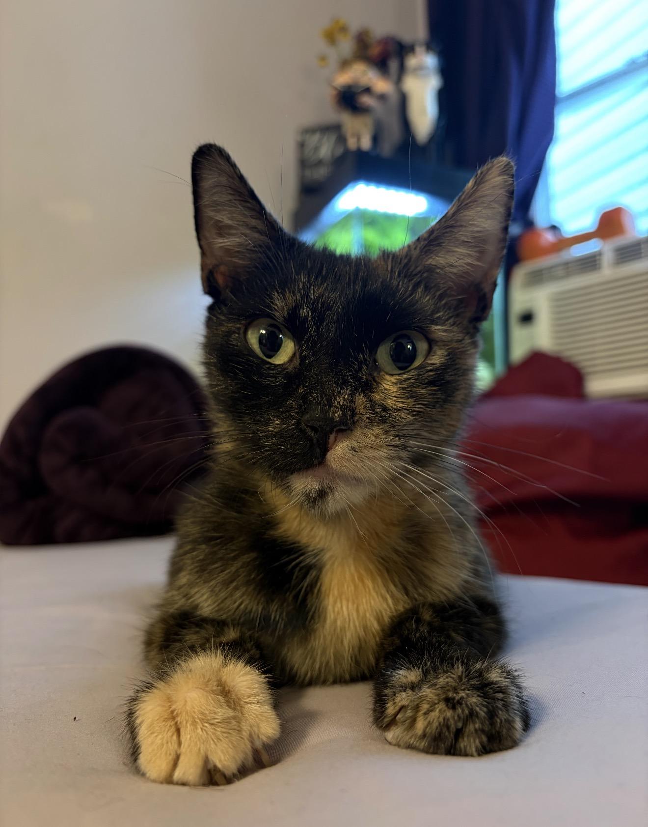 Kiki, Adopted, Adult Female Domestic Short Hair.