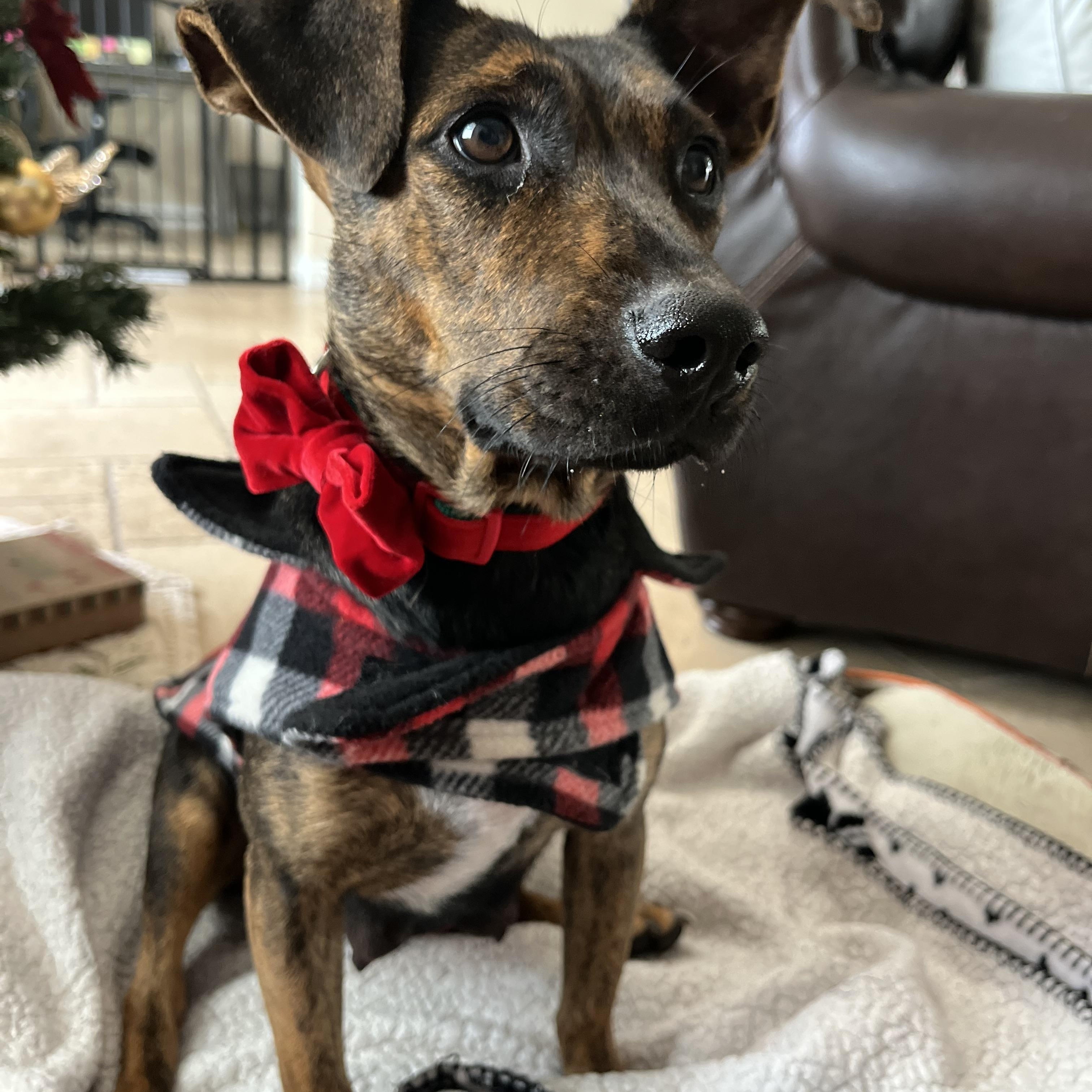 Enlarge Mercedes, a ADOPTABLE mixed breed in Poway, CA image 2/5