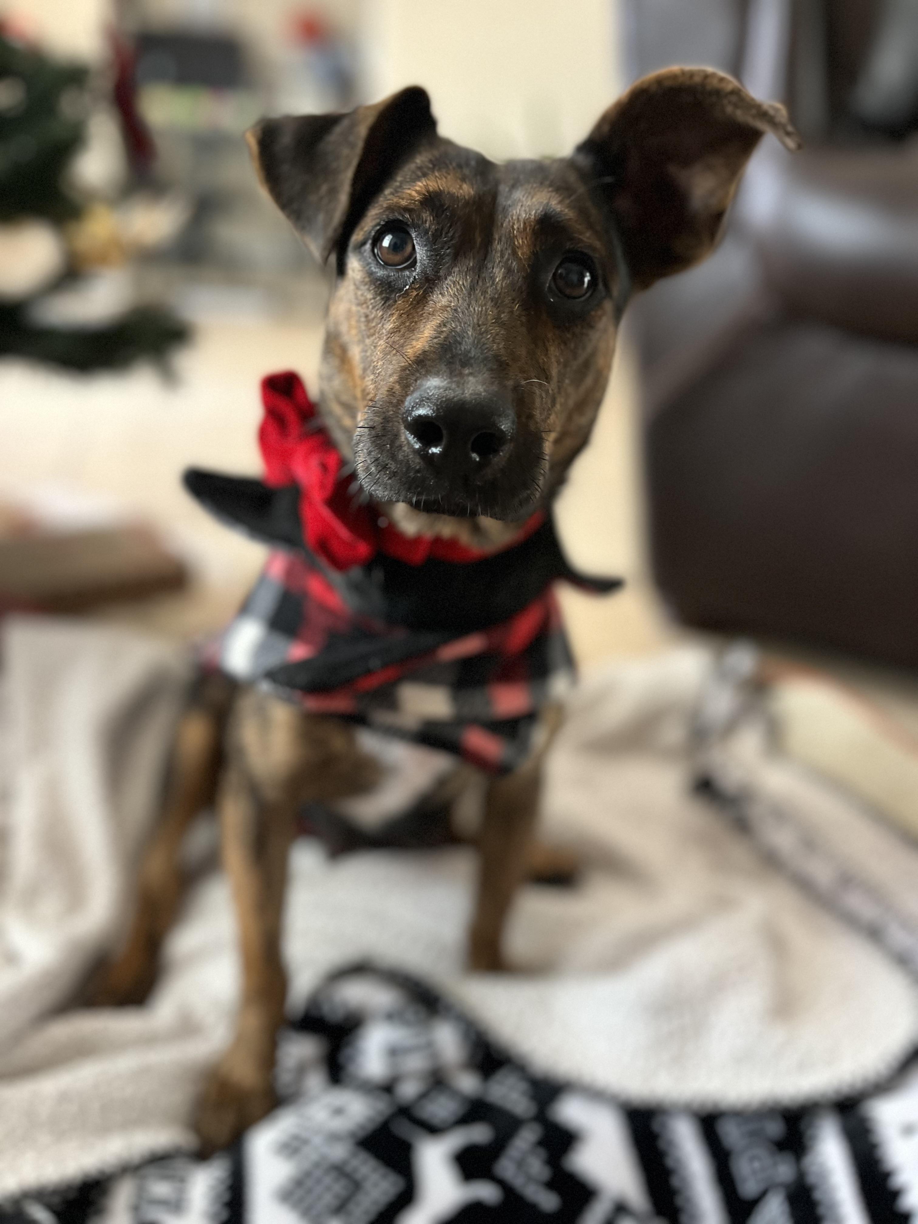 Mercedes, ADOPTABLE, Young Female Whippet & Miniature Pinscher.