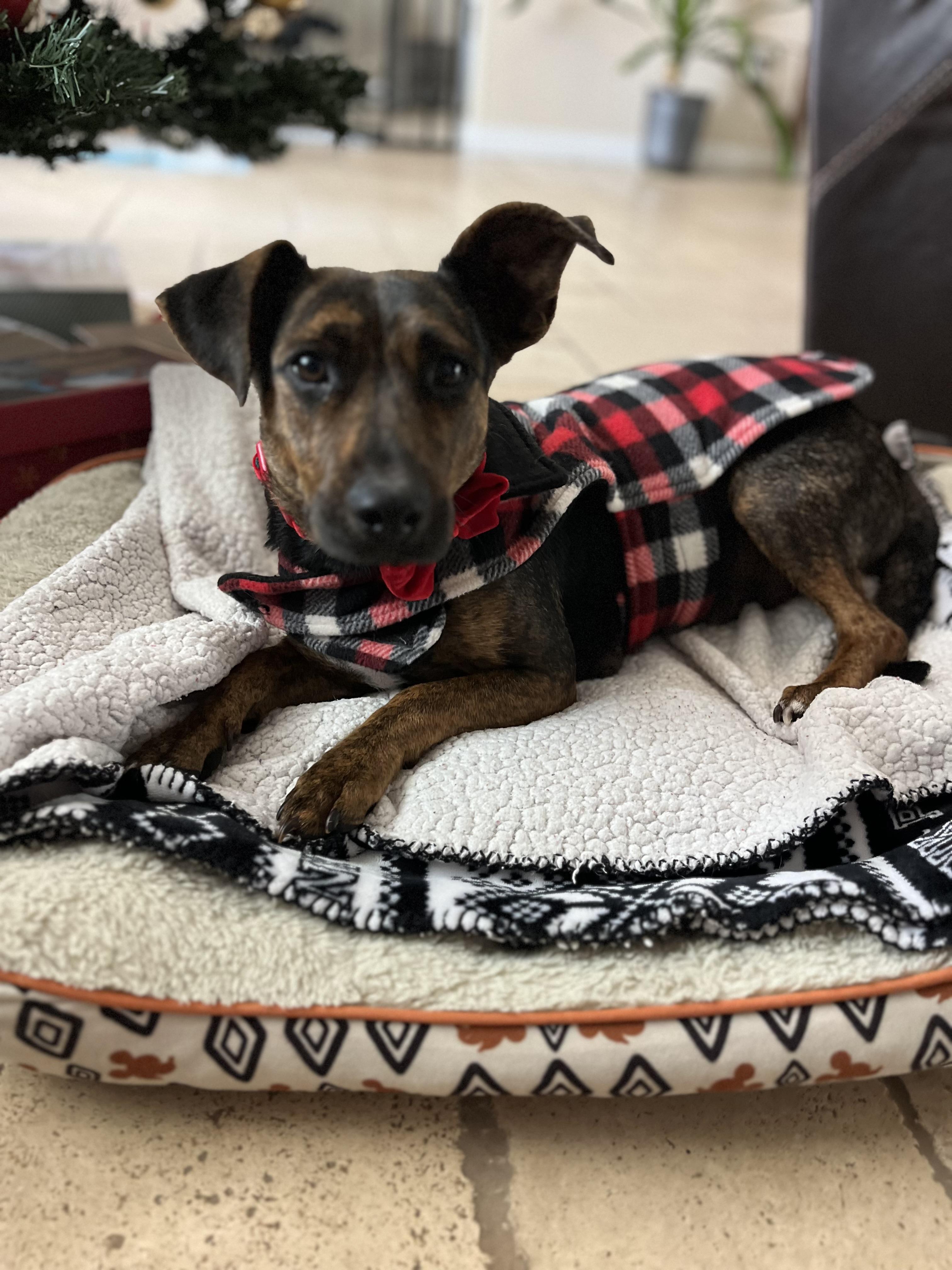 Enlarge Mercedes, a ADOPTABLE mixed breed in Poway, CA image 3/5