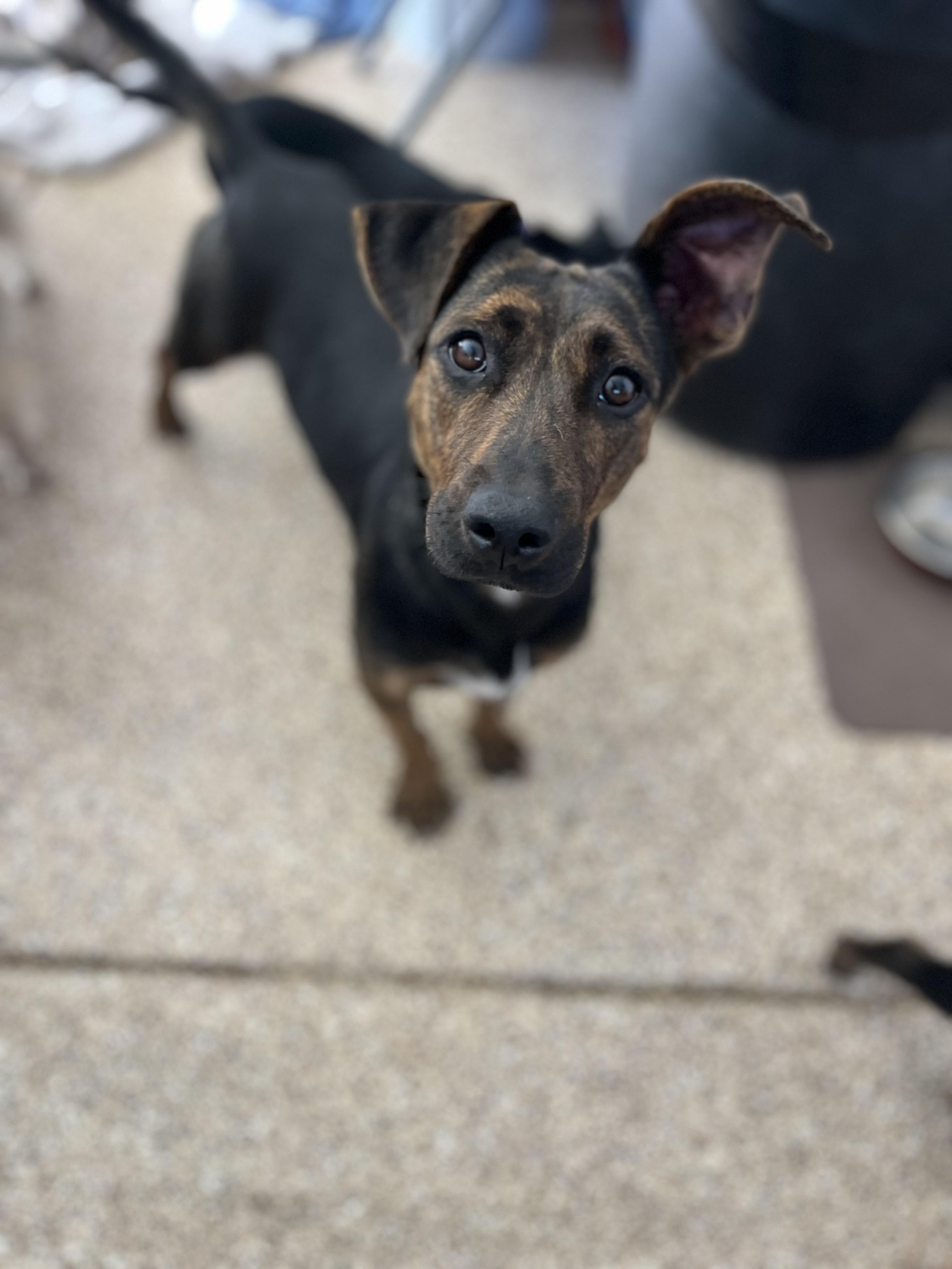 Mercedes & puppies , a ADOPTABLE mixed breed in Poway, CA image 1/6