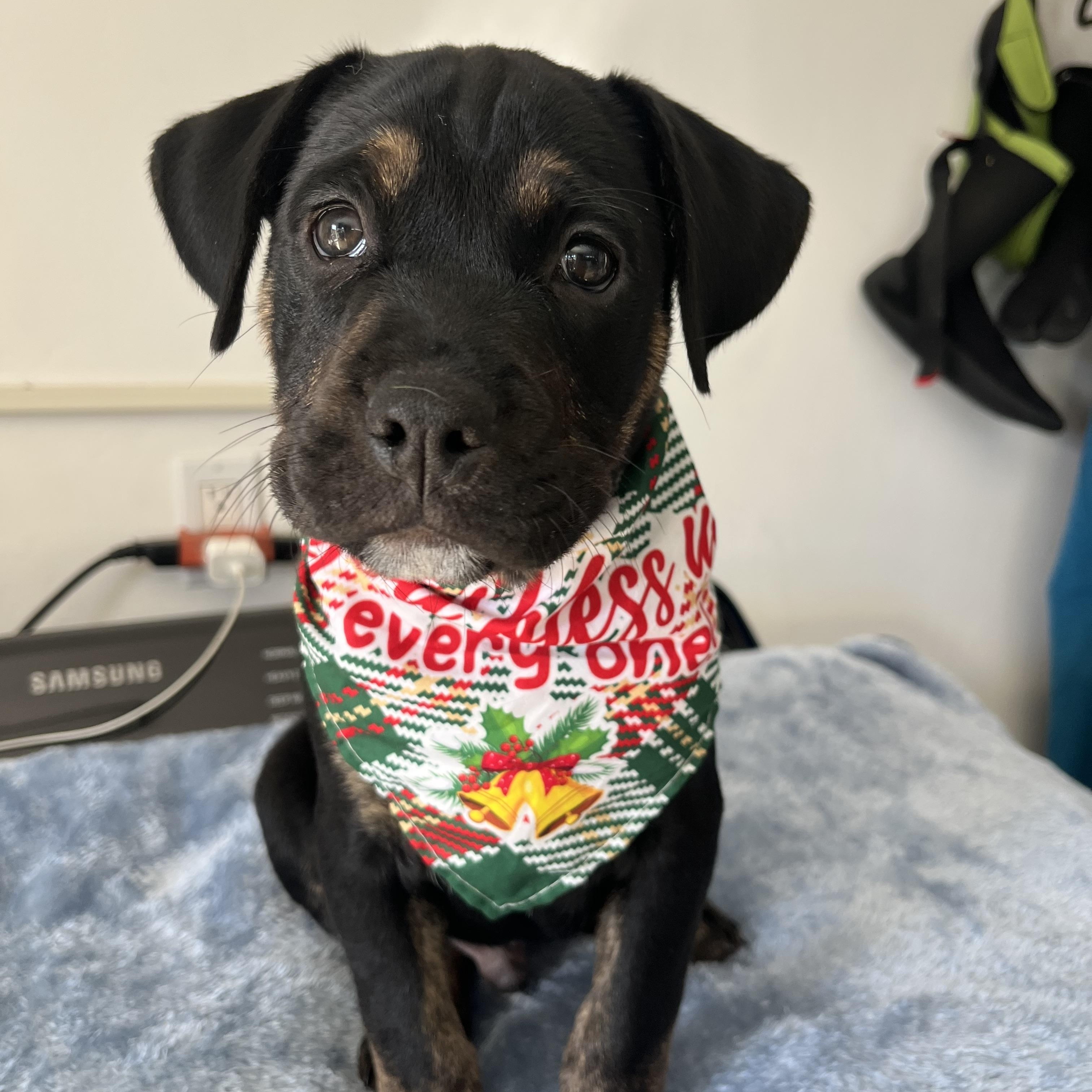 Mercedes & puppies , a ADOPTABLE mixed breed in Poway, CA image 2/6